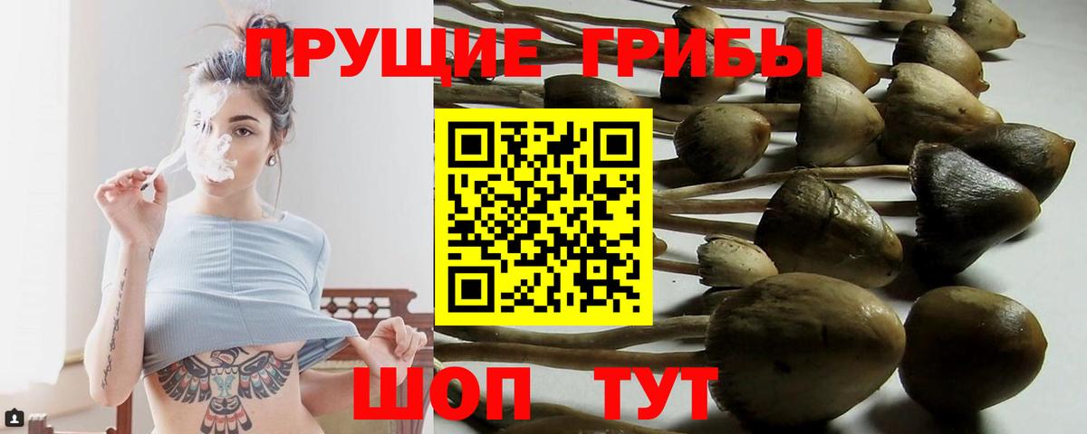 Галлюциногенные грибы Psilocybe Псков